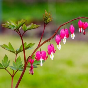 Close-up van bloeiende gebroken hartje plant in halfschaduw tot schaduw.