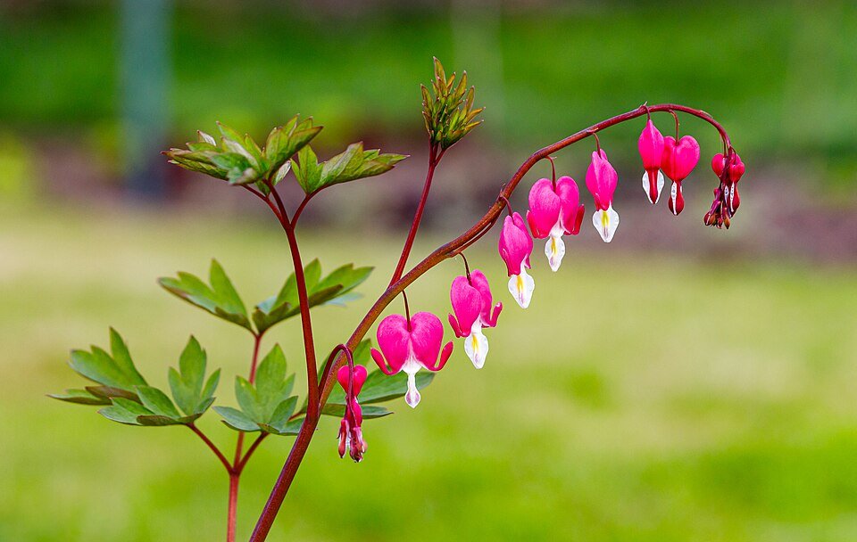 Close-up van bloeiende gebroken hartje plant in halfschaduw tot schaduw.