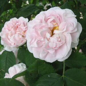 Zachtroze bloem van Rosa 'Great Maiden's Blush' met groene bladeren.