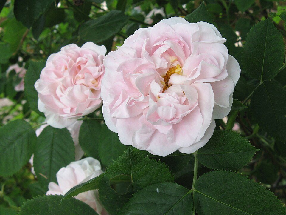 Zachtroze bloem van Rosa 'Great Maiden's Blush' met groene bladeren.