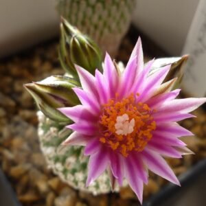 Bloeiende Pelecyphora cactus op stenen ondergrond met witte bloemen.