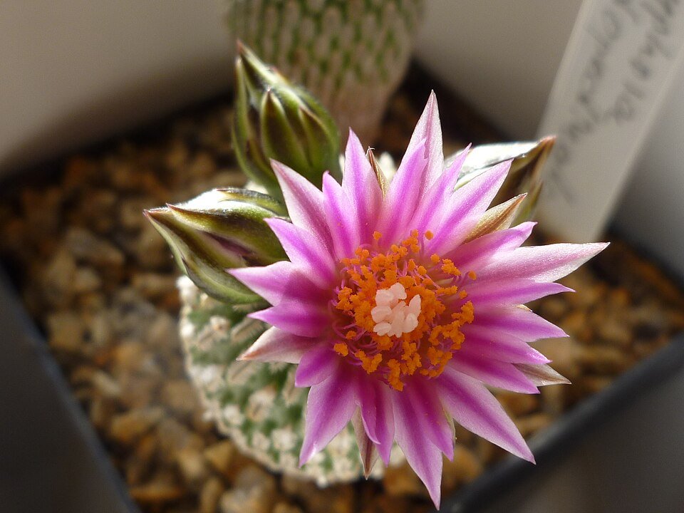 Bloeiende Pelecyphora cactus op stenen ondergrond met witte bloemen.