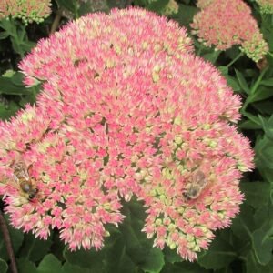 Sedum 'Herbstfreude' met twee bijen in bloei.