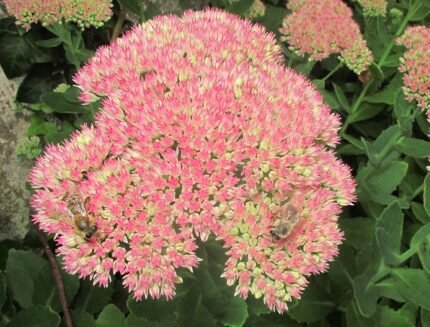 Sedum 'Herbstfreude' met twee bijen in bloei.
