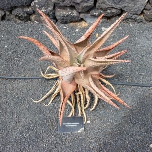 Mammillaria columbiana cactus met meerdere kleine ronde groene stelen en roze bloemen in een botanische tuinsetting.