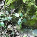 Boea-hygroscopica plant met groene bladeren en paarse bloemen.