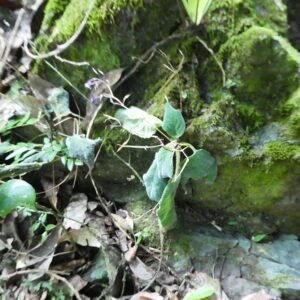 Boea-hygroscopica plant met groene bladeren en paarse bloemen.