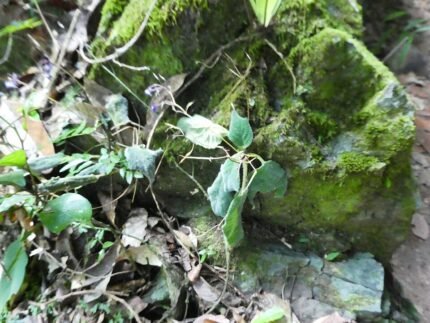 Boea-hygroscopica plant met groene bladeren en paarse bloemen.