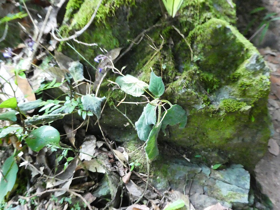 Boea-hygroscopica plant met groene bladeren en paarse bloemen.