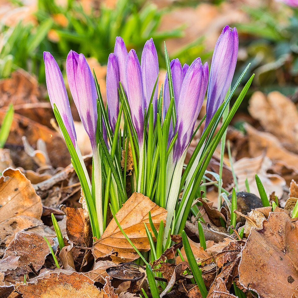 Boerenkrokus op kalkrijke grond met winterhardheid en schaduwstandplaats.