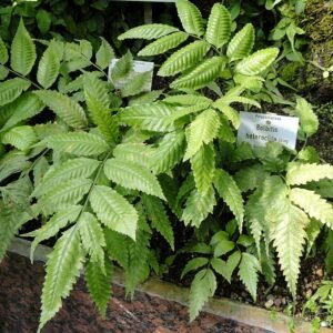 Bolbitis heteroclita plant in Botanischer Garten Munchen-Nymphenburg.