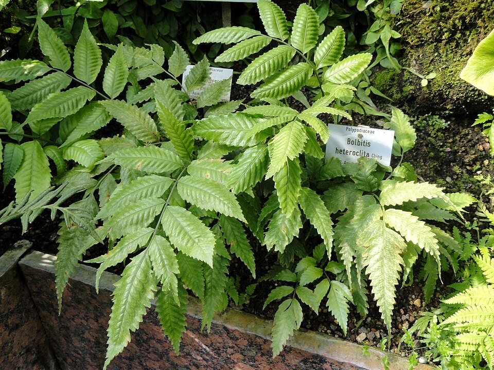 Bolbitis heteroclita plant in Botanischer Garten Munchen-Nymphenburg.