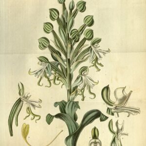 Bonatea speciosa orchidee met witte bloemen en groene bladeren.