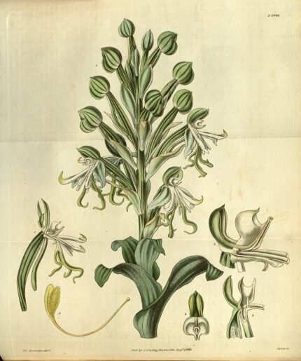 Bonatea speciosa orchidee met witte bloemen en groene bladeren.