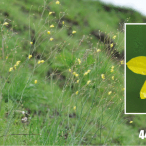Bloeiende Bongardia chrysogonum plant in Tajikistanse flora.