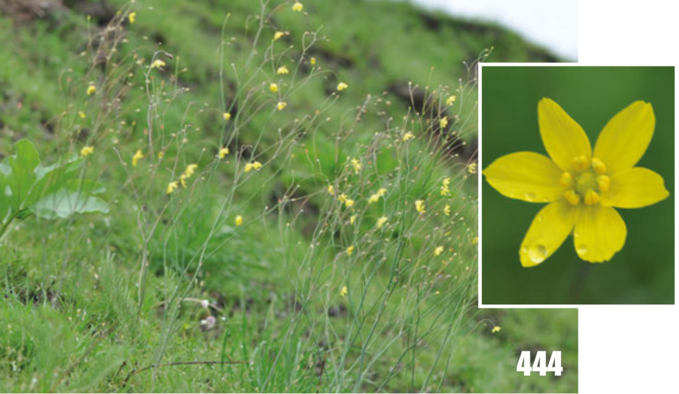 Bloeiende Bongardia chrysogonum plant in Tajikistanse flora.