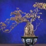 Bonsai boom met drie bladeren in een pot.