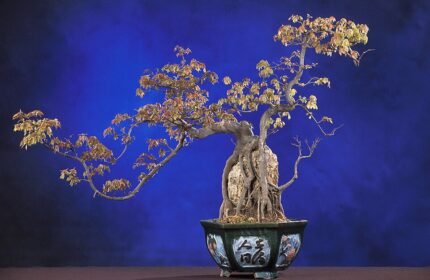 Bonsai boom met drie bladeren in een pot.