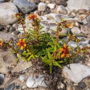 Gele Saxifraga bloem in natuurlijke omgeving.