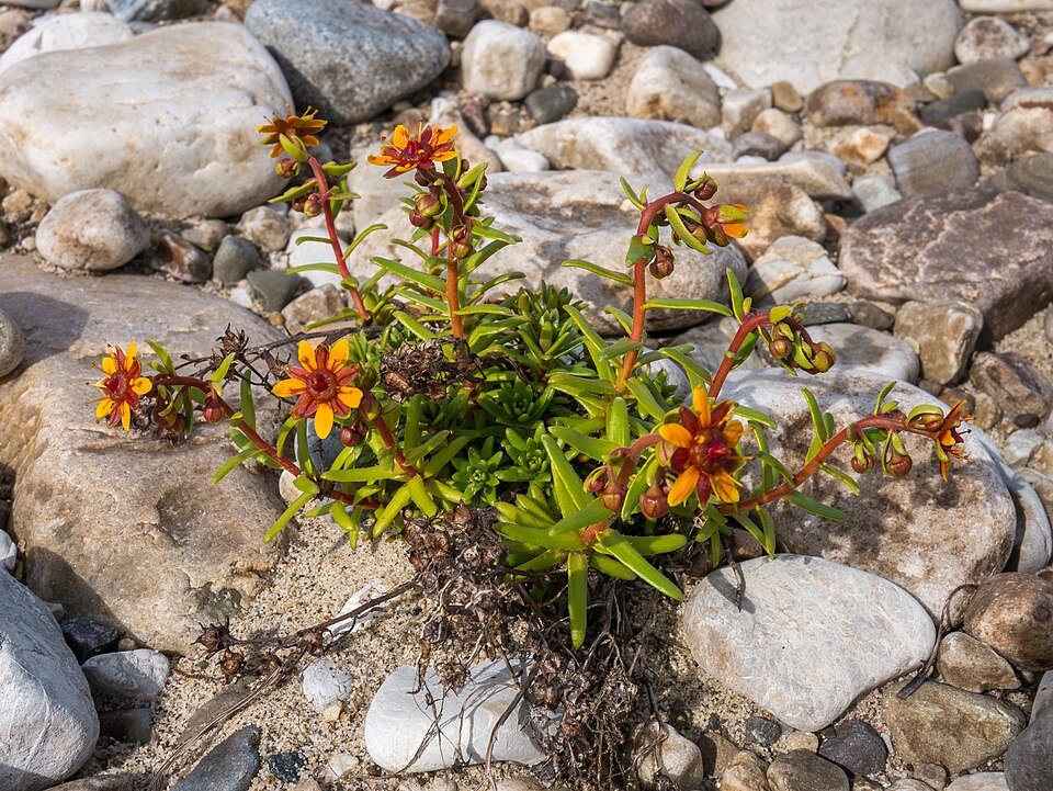 Gele Saxifraga bloem in natuurlijke omgeving.