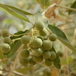 Onrijpe vruchten van Boscia senegalensis op zandgrond in zonlicht.
