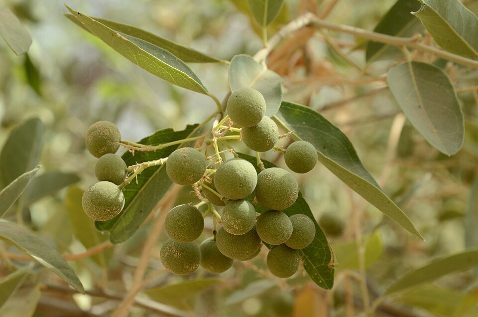 Onrijpe vruchten van Boscia senegalensis op zandgrond in zonlicht.