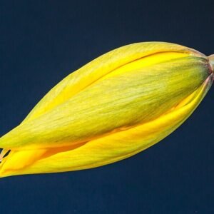 Bostulp bloemknop in kleigrond, winterhard, halfschaduw tot schaduw.