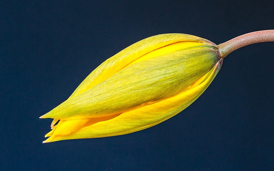 Bostulp bloemknop in kleigrond, winterhard, halfschaduw tot schaduw.