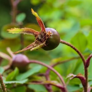 Winterharde duinroos bottel in Nationaal Park Lauwersmeer.