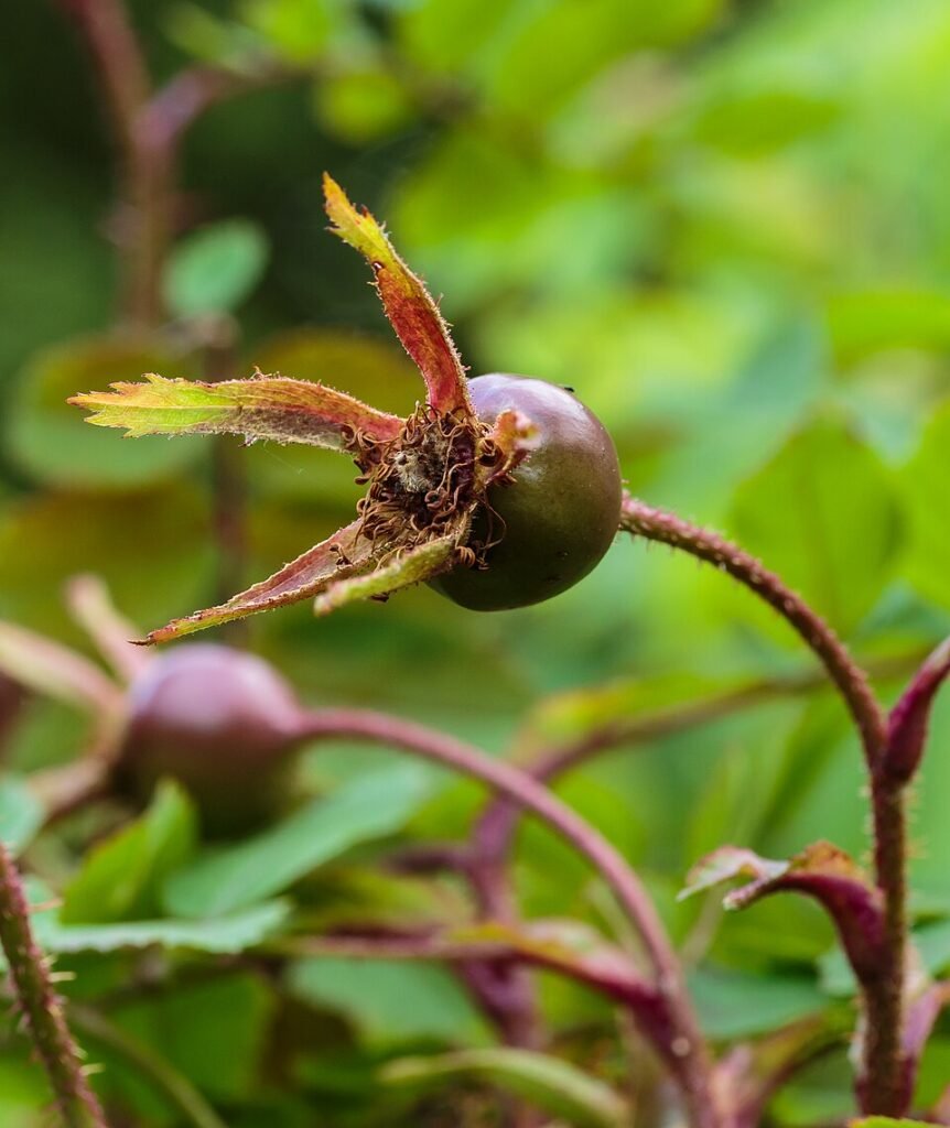 Winterharde duinroos bottel in Nationaal Park Lauwersmeer.