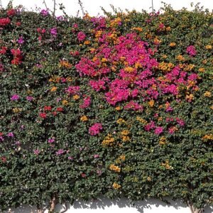 Bougainvillea glabra bloemen in heldere paarse kleur.