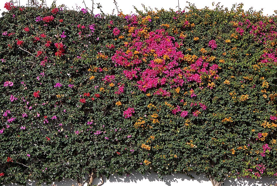 Bougainvillea glabra bloemen in heldere paarse kleur.