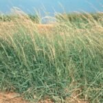 Bouteloua curtipendula gras met groene stelen en pluizige bloeiaren.