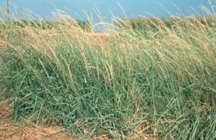 Bouteloua curtipendula gras met groene stelen en pluizige bloeiaren.