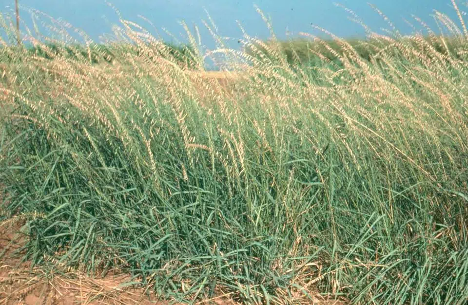 Bouteloua curtipendula gras met groene stelen en pluizige bloeiaren.