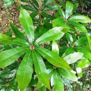 Brabejum - Wilde Amandel - Kaapstad in schaduw