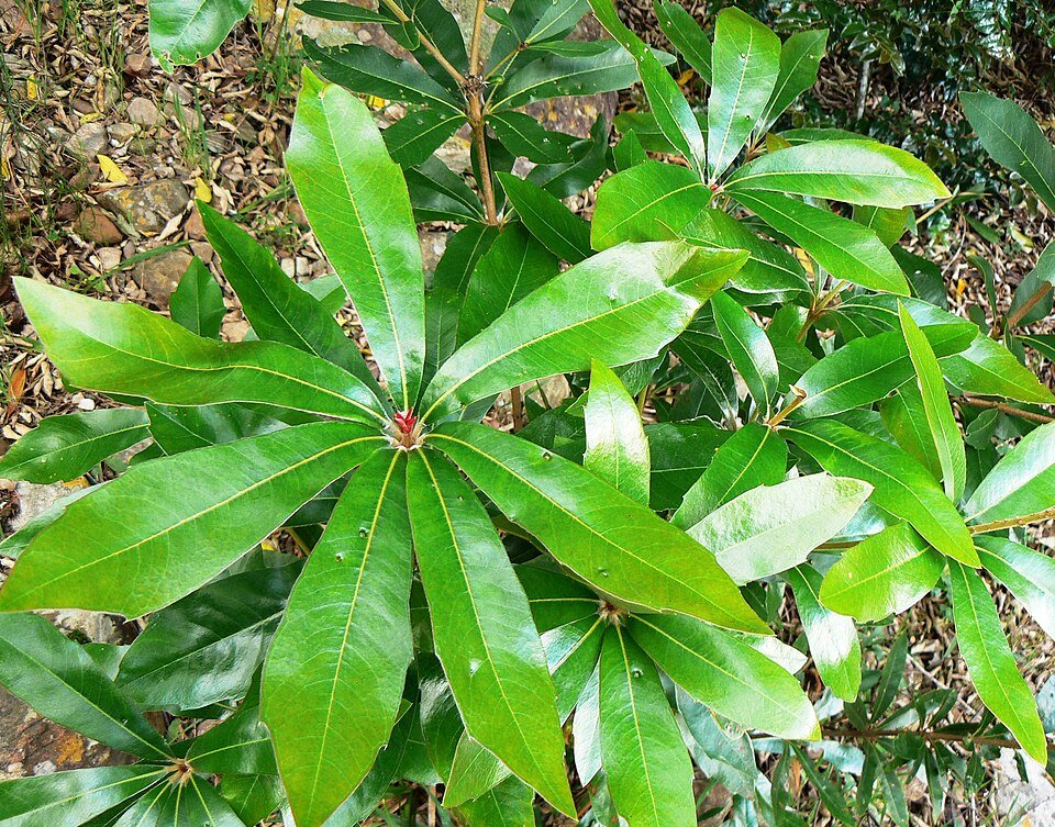 Brabejum - Wilde Amandel - Kaapstad in schaduw