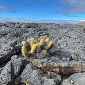 Zeldzame Brachycereus nesioticus cactus met slanke groene stengels en witte bloemen.