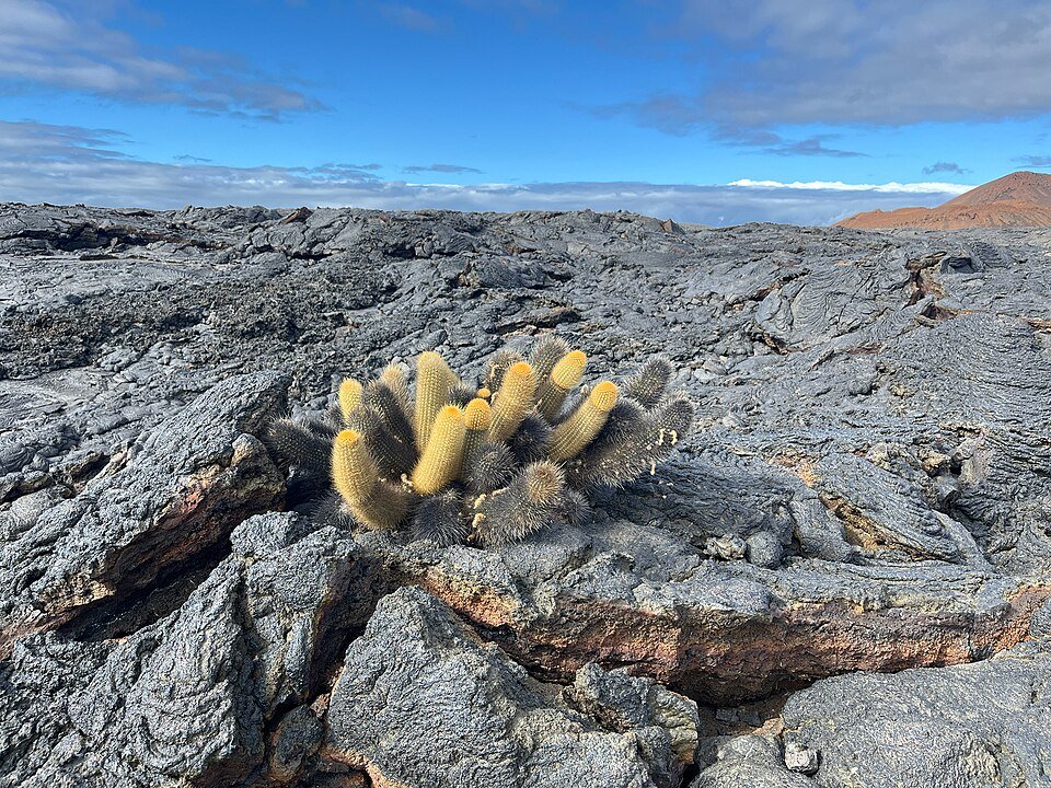 Zeldzame Brachycereus nesioticus cactus met slanke groene stengels en witte bloemen.