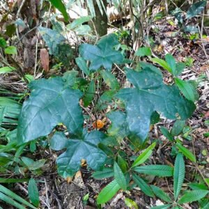 Brachychiton acerifolius boom met groene bladeren en rode bloemen.