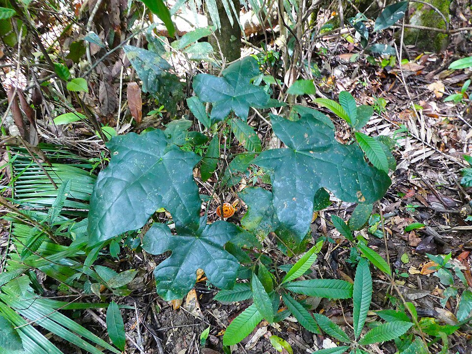 Brachychiton acerifolius boom met groene bladeren en rode bloemen.