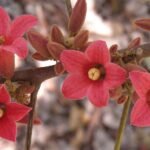 Brachychiton bidwillii bloemen in roze en witte kleuren.