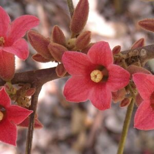 Brachychiton bidwillii bloemen in roze en witte kleuren.