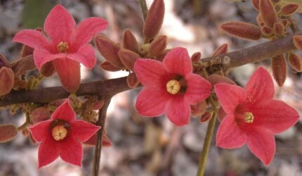 Brachychiton bidwillii bloemen in roze en witte kleuren.