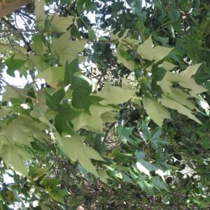 Brachychiton discolor bladeren in Villa Hanbury, Italië.