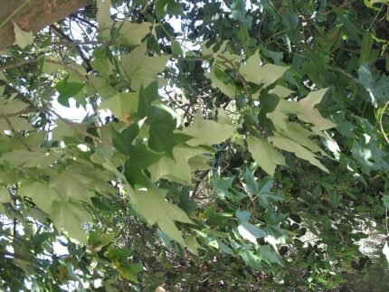 Brachychiton discolor bladeren in Villa Hanbury, Italië.