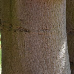 Brachychiton diversifolius boom met groene bladeren op een zonnige dag.
