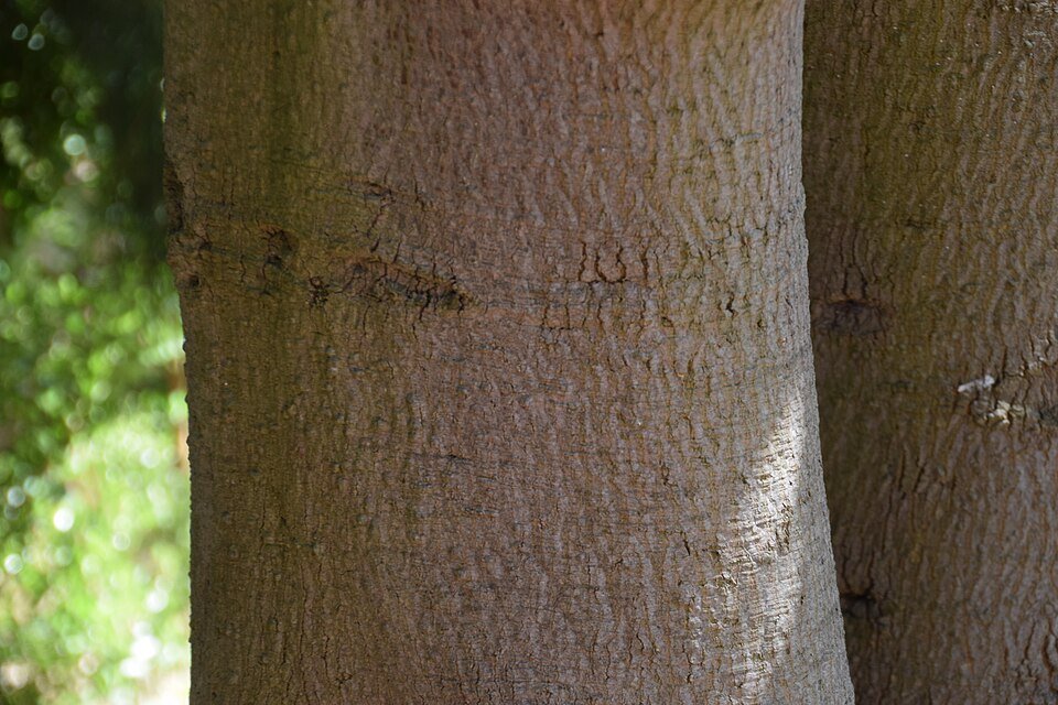 Brachychiton diversifolius boom met groene bladeren op een zonnige dag.