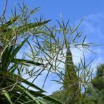 Jonge bladeren van Brachychiton rupestris met rode nerven.