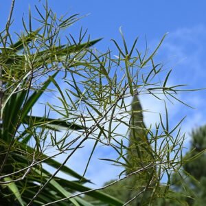 Jonge bladeren van Brachychiton rupestris met rode nerven.